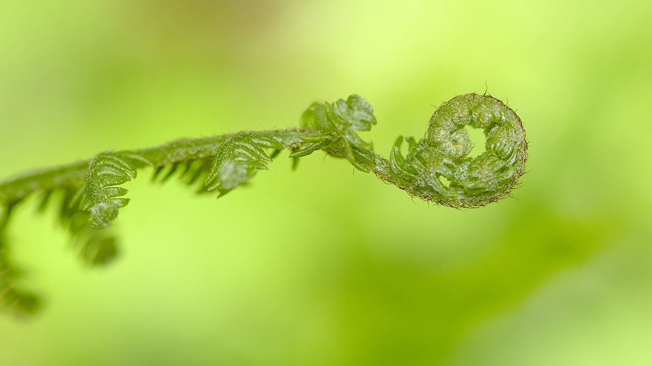 fern  green  spring free photo