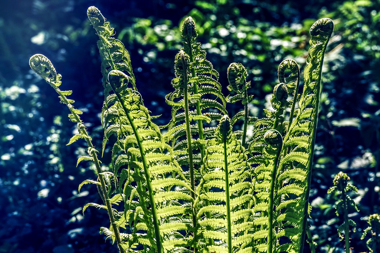 fern  forest  nature free photo