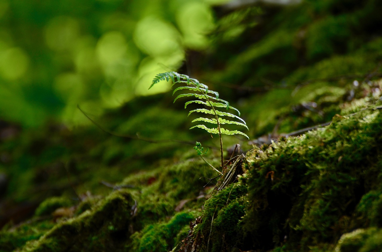 fern  forest floor  forest free photo