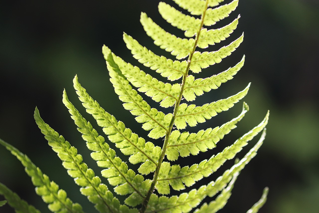 fern  fern leaf  sporangia free photo