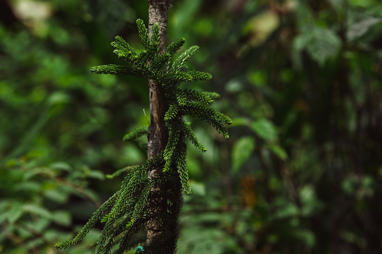 fern  pine  greenery free photo