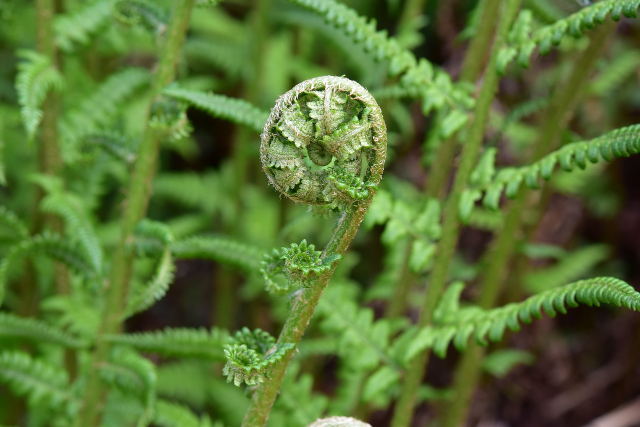 fern  seedling fern  plant of the undergrowth free photo