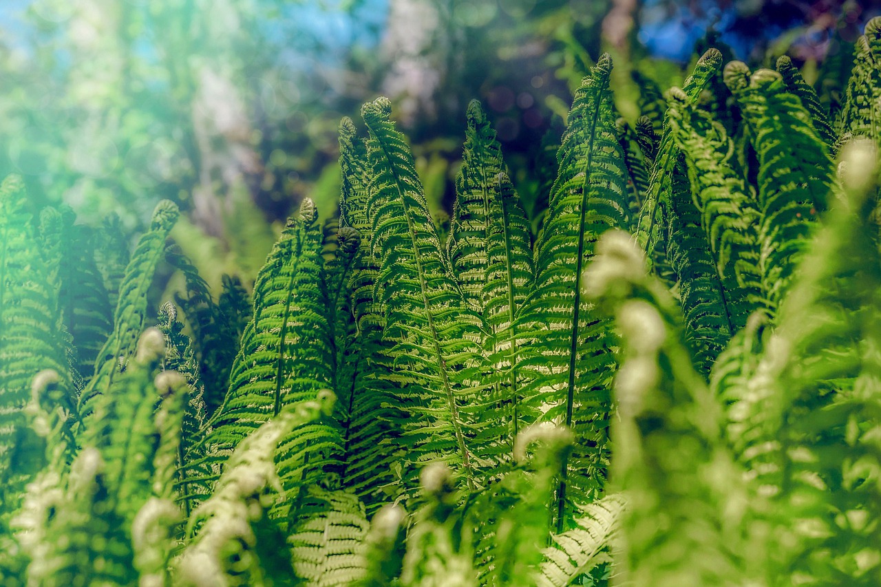 fern  forest  nature free photo