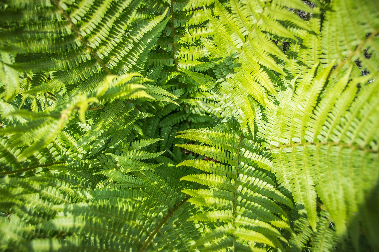 fern  green  plant free photo