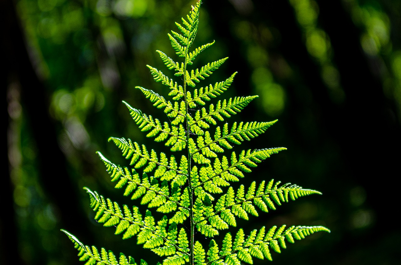 fern  light  undergrowth free photo
