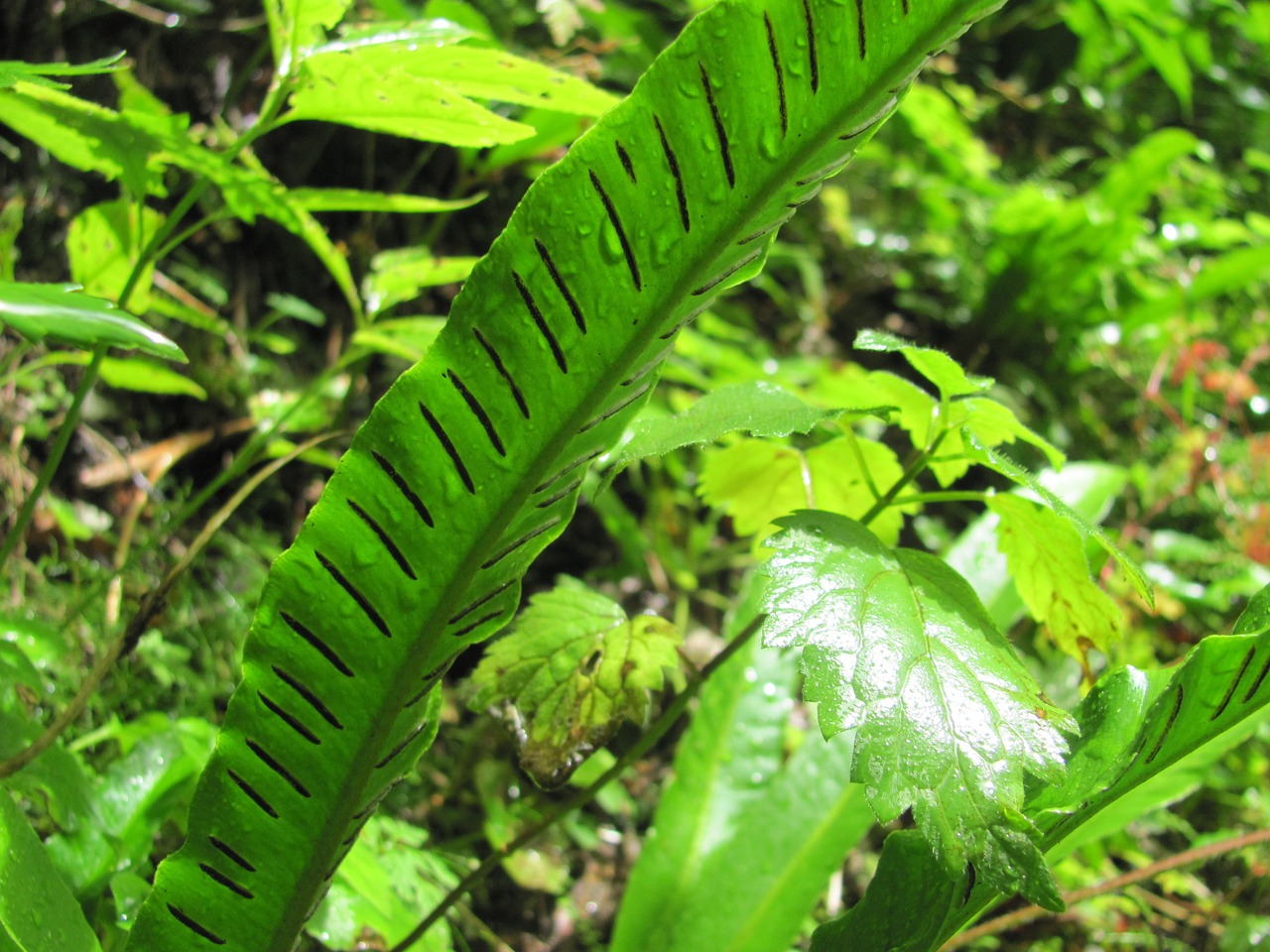 fern foliage spóratartó free photo