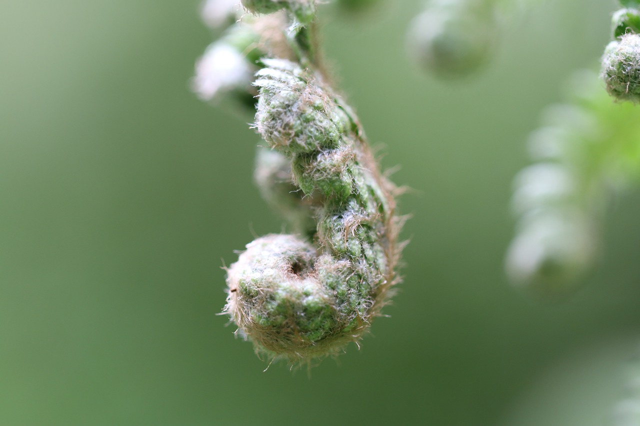 fern  plant  nature free photo