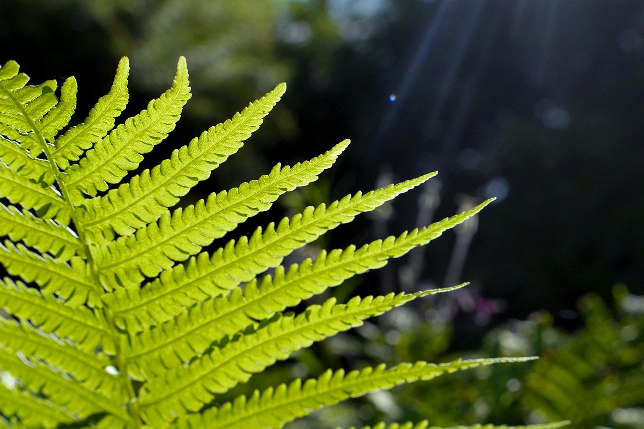 fern  garden  backlighting free photo