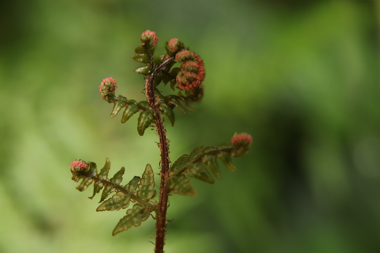 fern  unroll  fiddlehead free photo