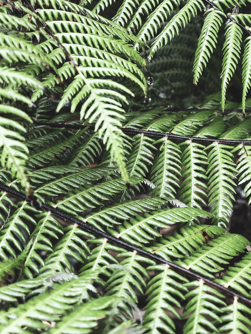 fern  nature  forest free photo