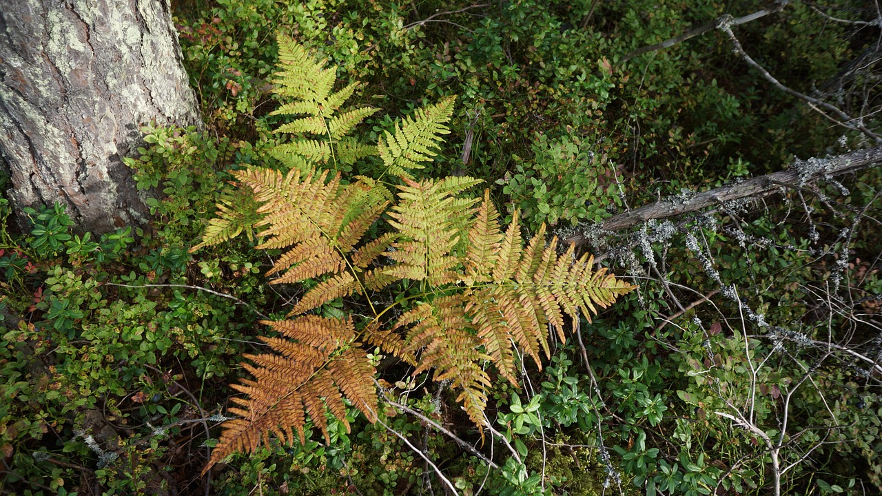 fern the underbrush the autumn colors in nature free photo