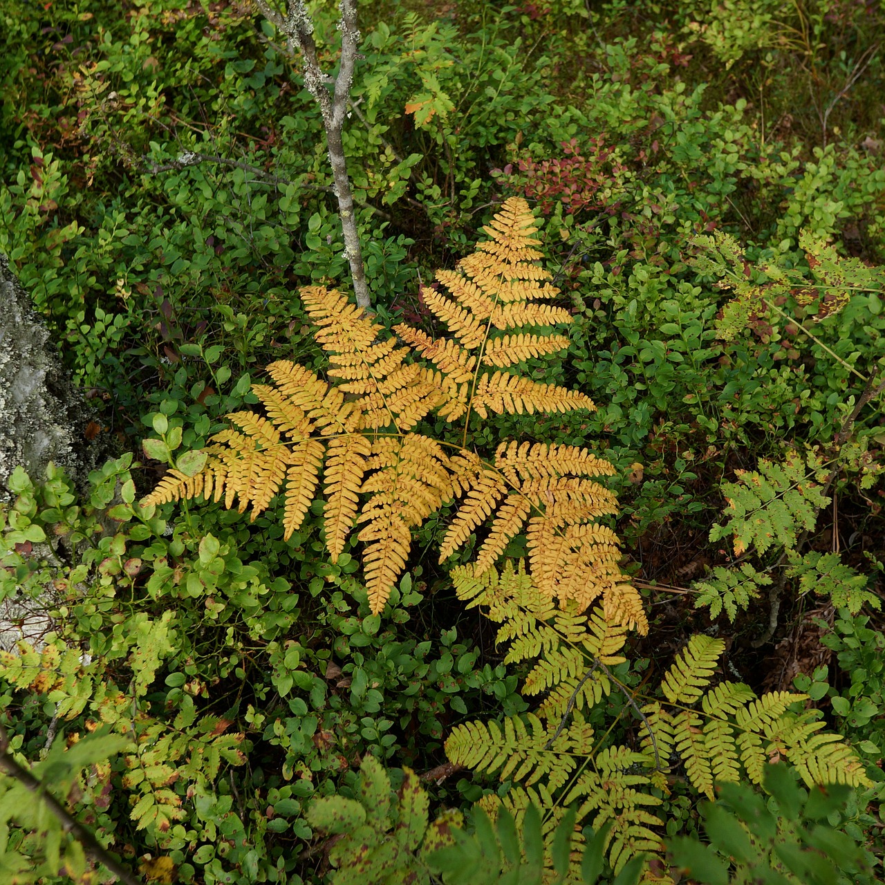 fern autumn fall colors free photo