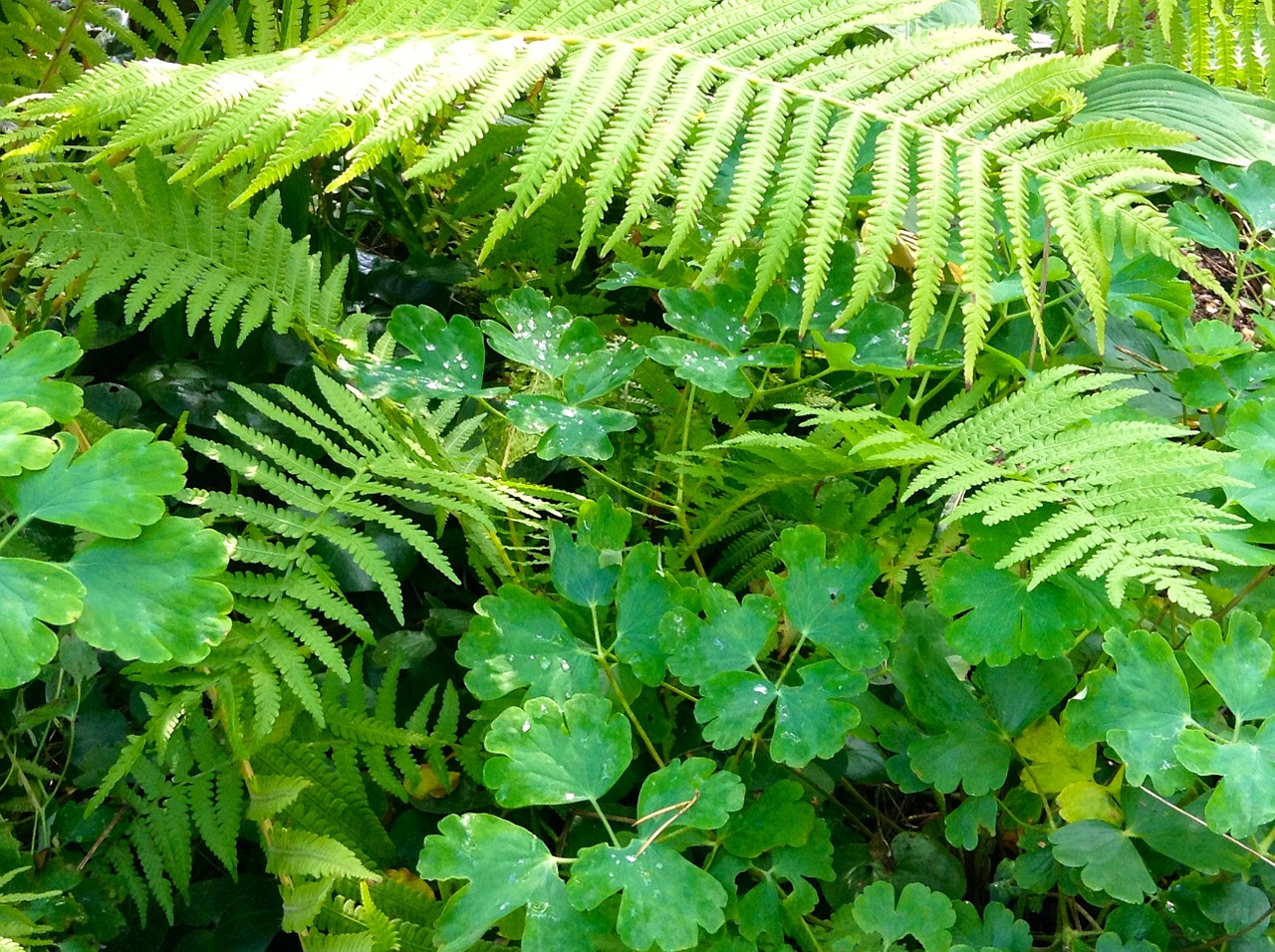 fern green perennial free photo