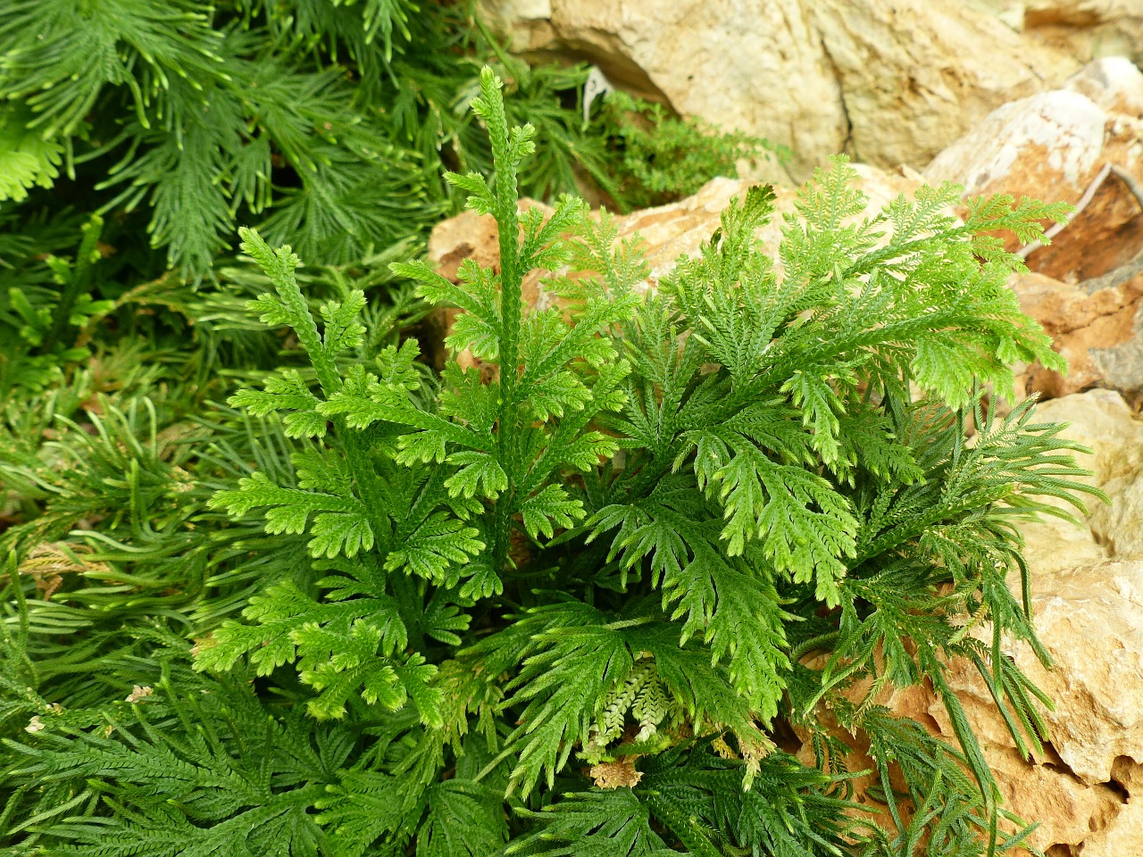 fern garden thailand free photo