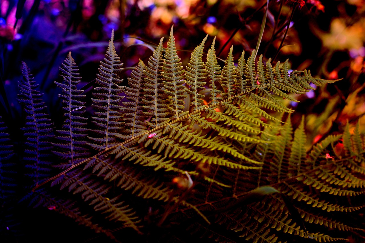 fern plant nature free photo