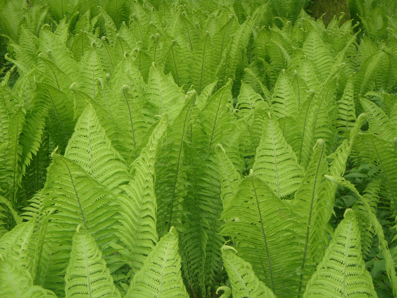 fern plant green free photo