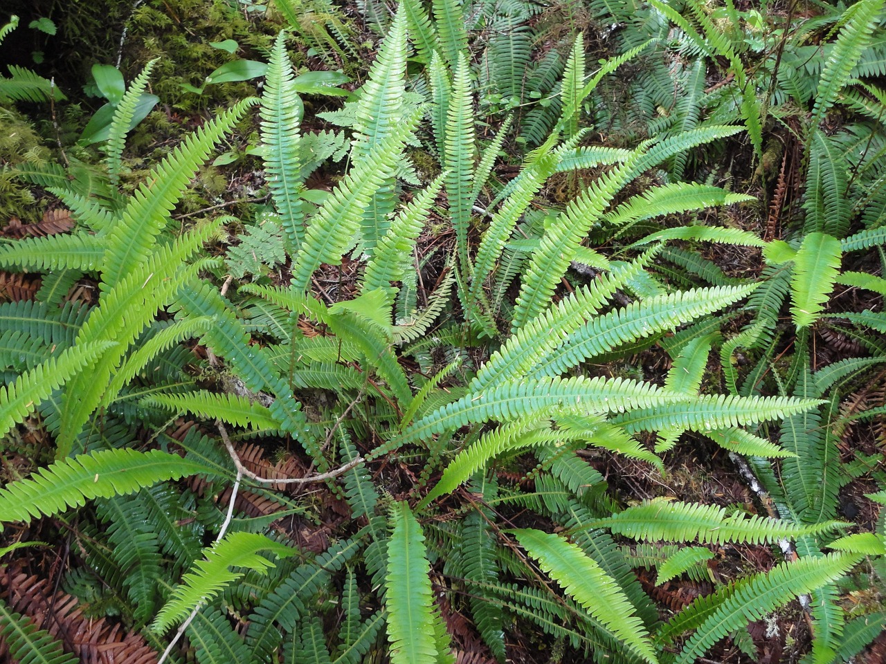 fern plant native free photo