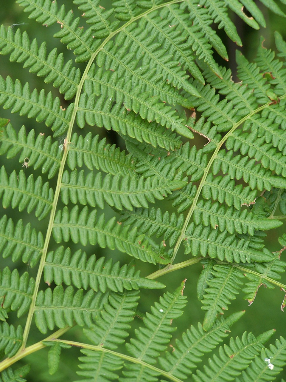 fern green forest free photo