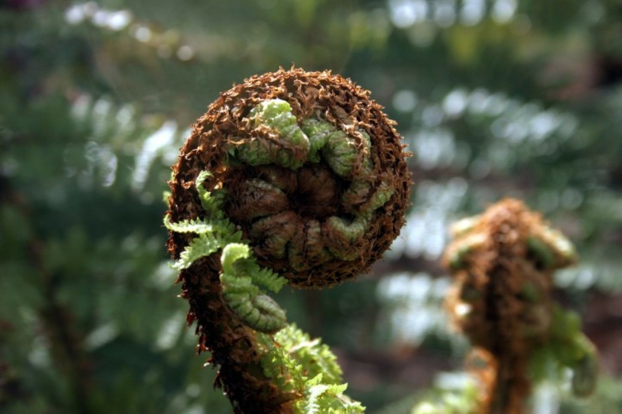 fern frond plant free photo