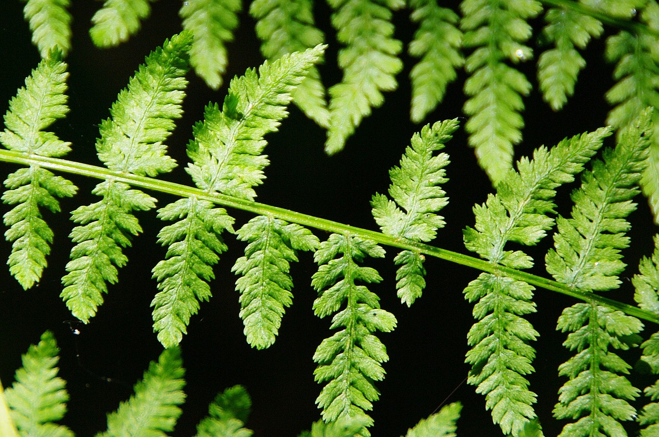 fern leaves black free photo