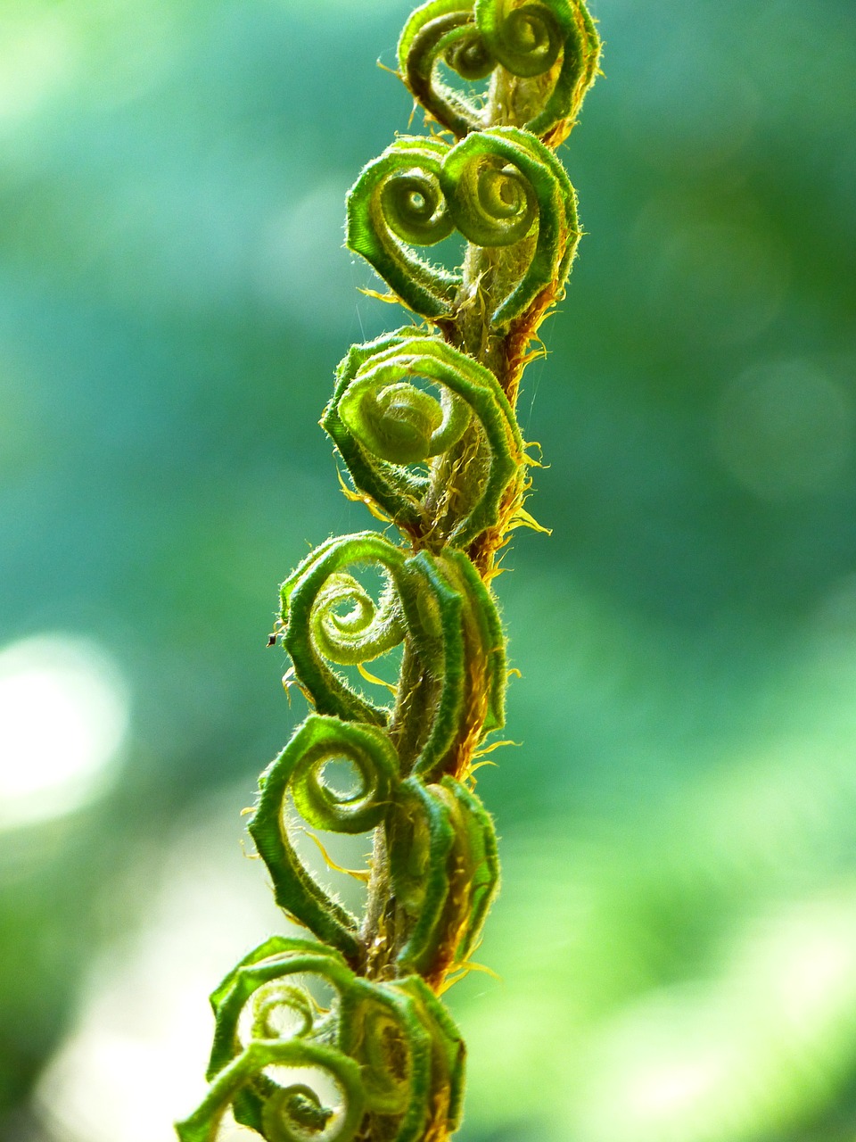 fern fiddlehead roll out free photo