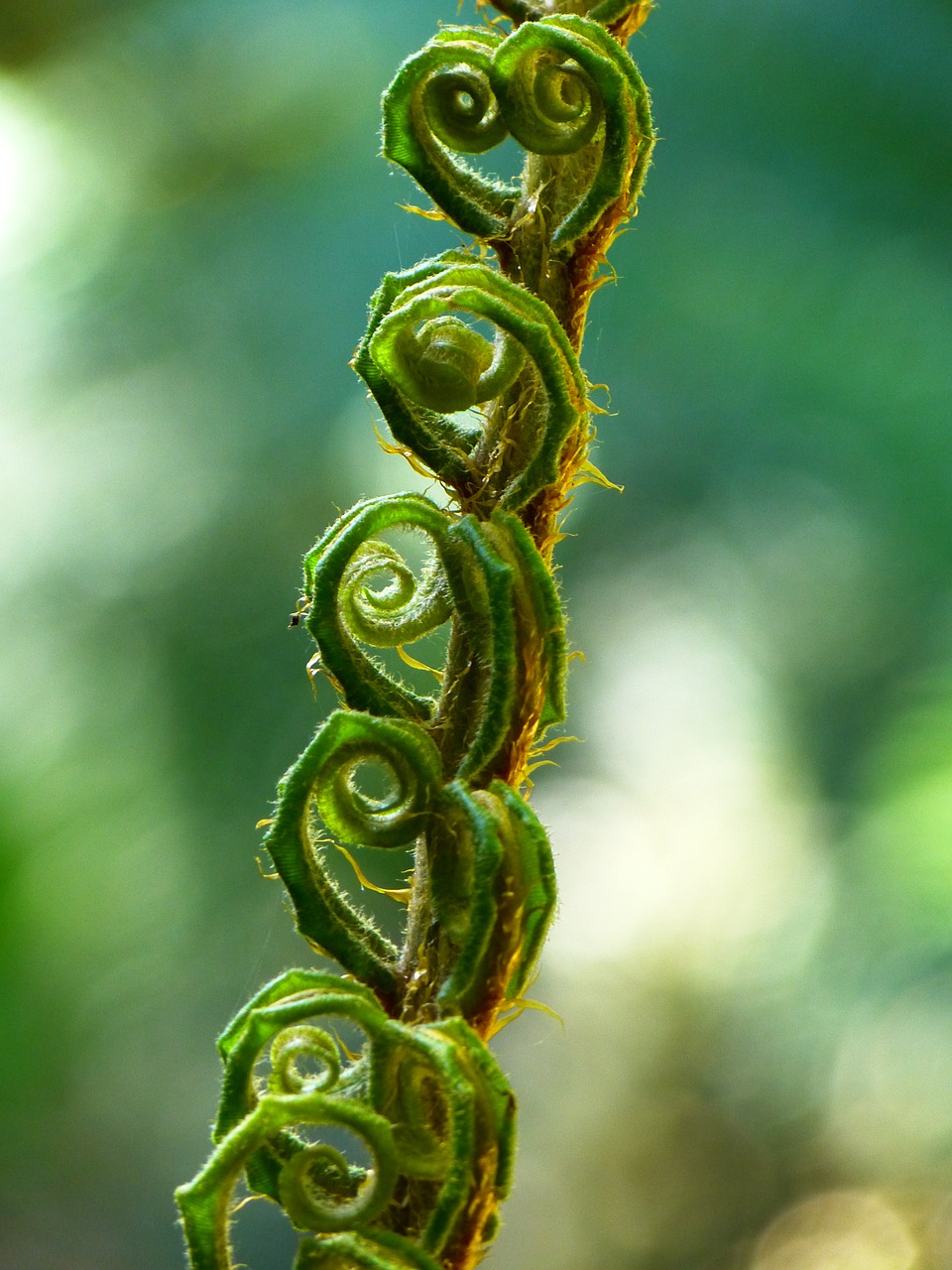 fern fiddlehead roll out free photo