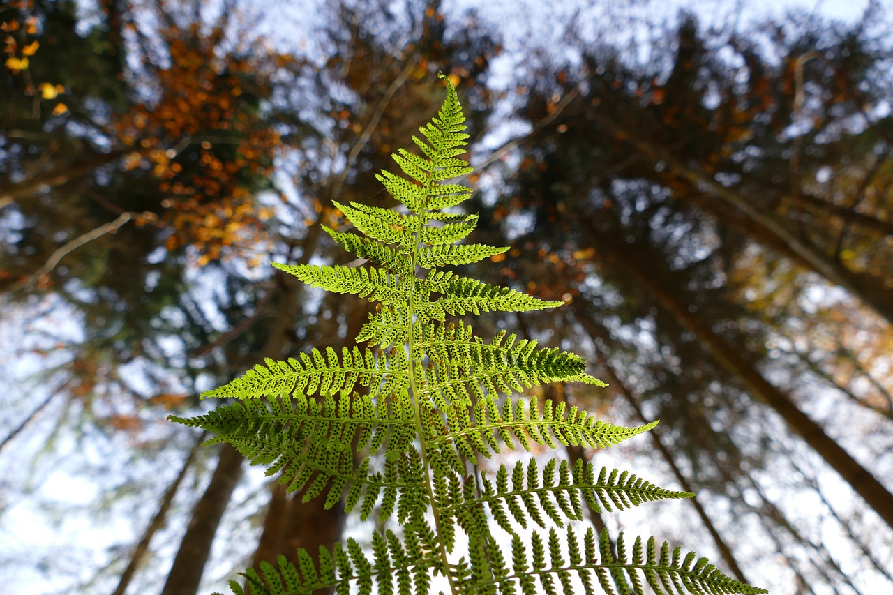 fern forest plant free photo