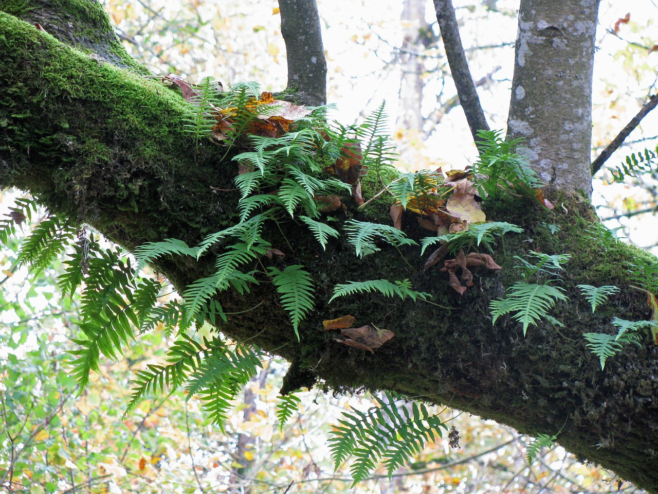 fern tree moss free photo