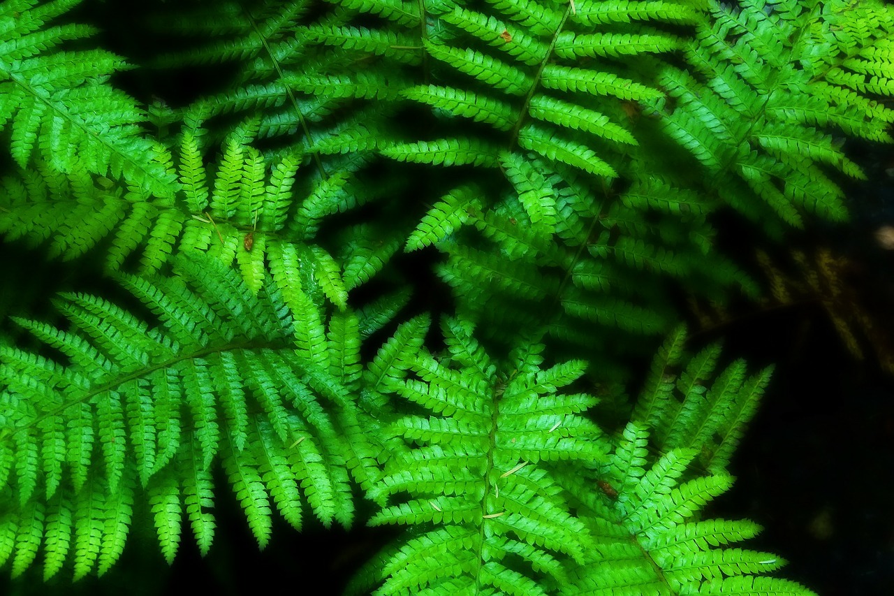 fern plant natural free photo