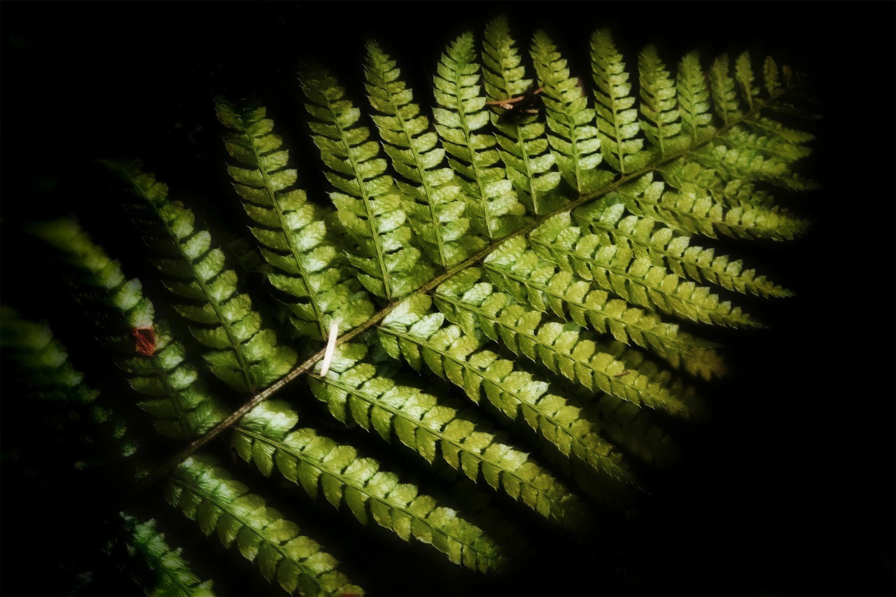 fern plant forest free photo