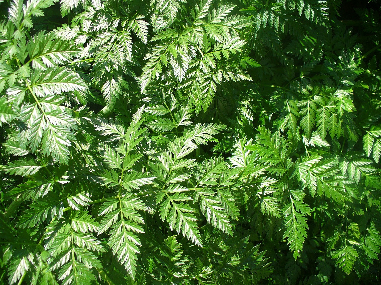 fern green leaves free photo