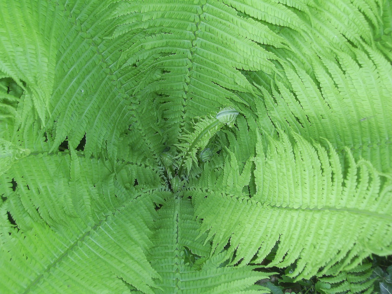 fern plant nature free photo