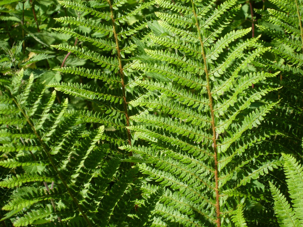 fern green nature free photo