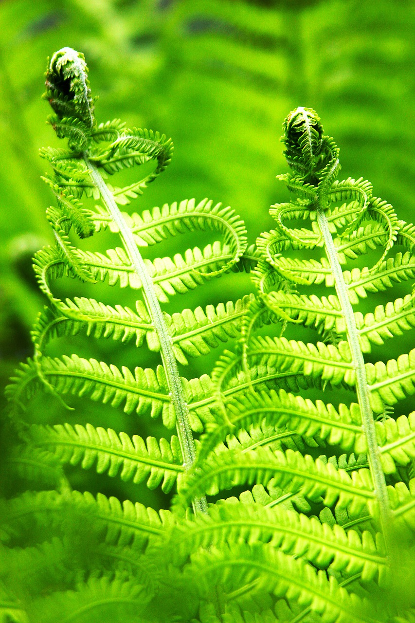 fern bracken nature free photo