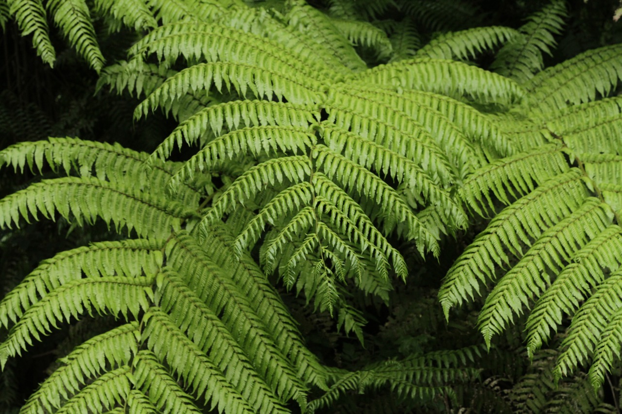 fern vegetation biodiversity free photo