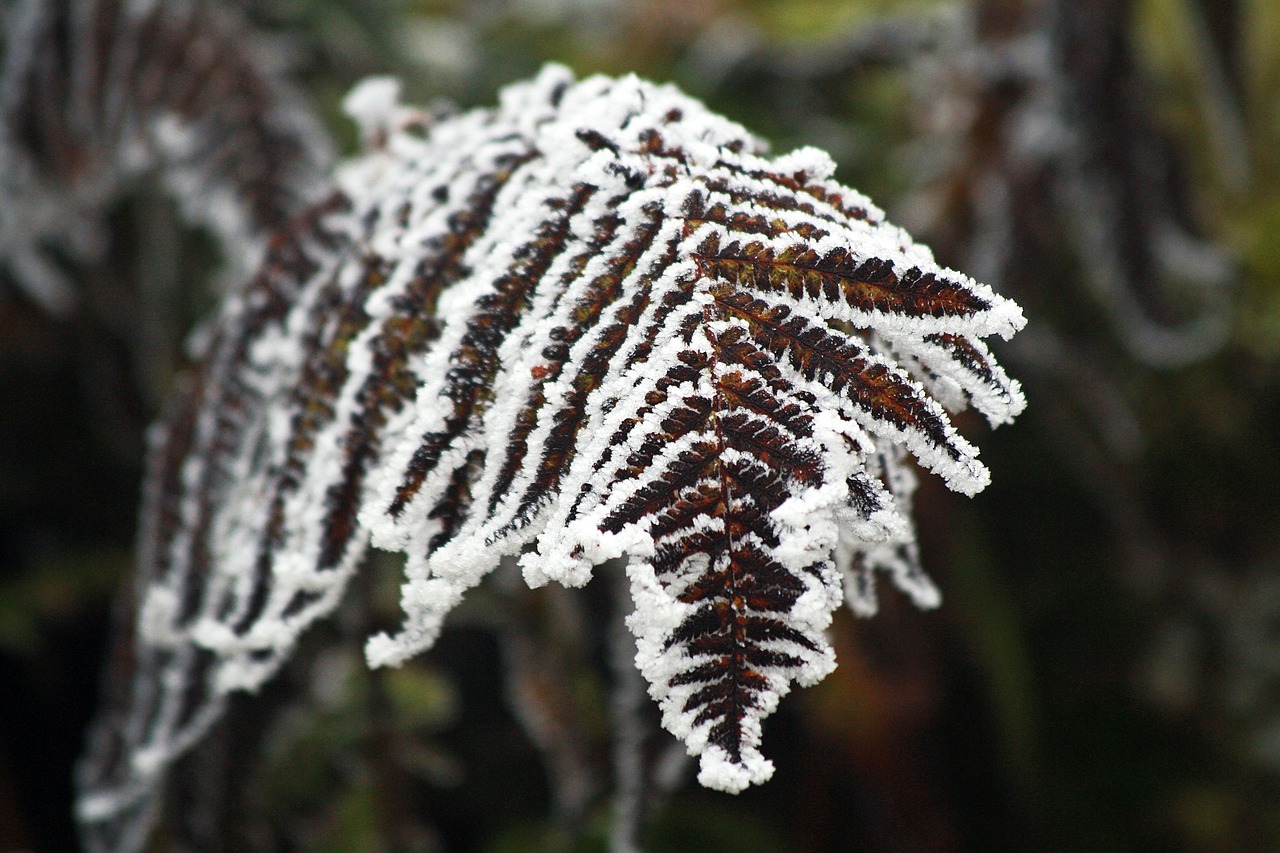 fern winter frozen free photo