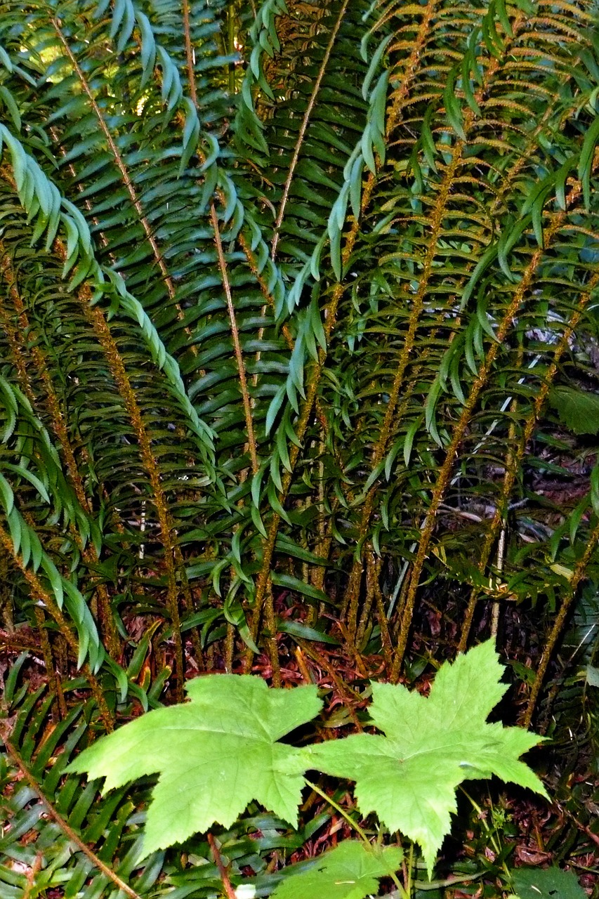 fern leaves forest free photo