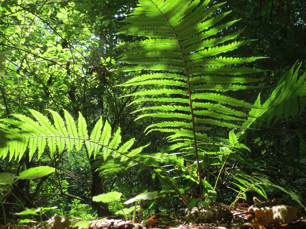 fern green forest free photo