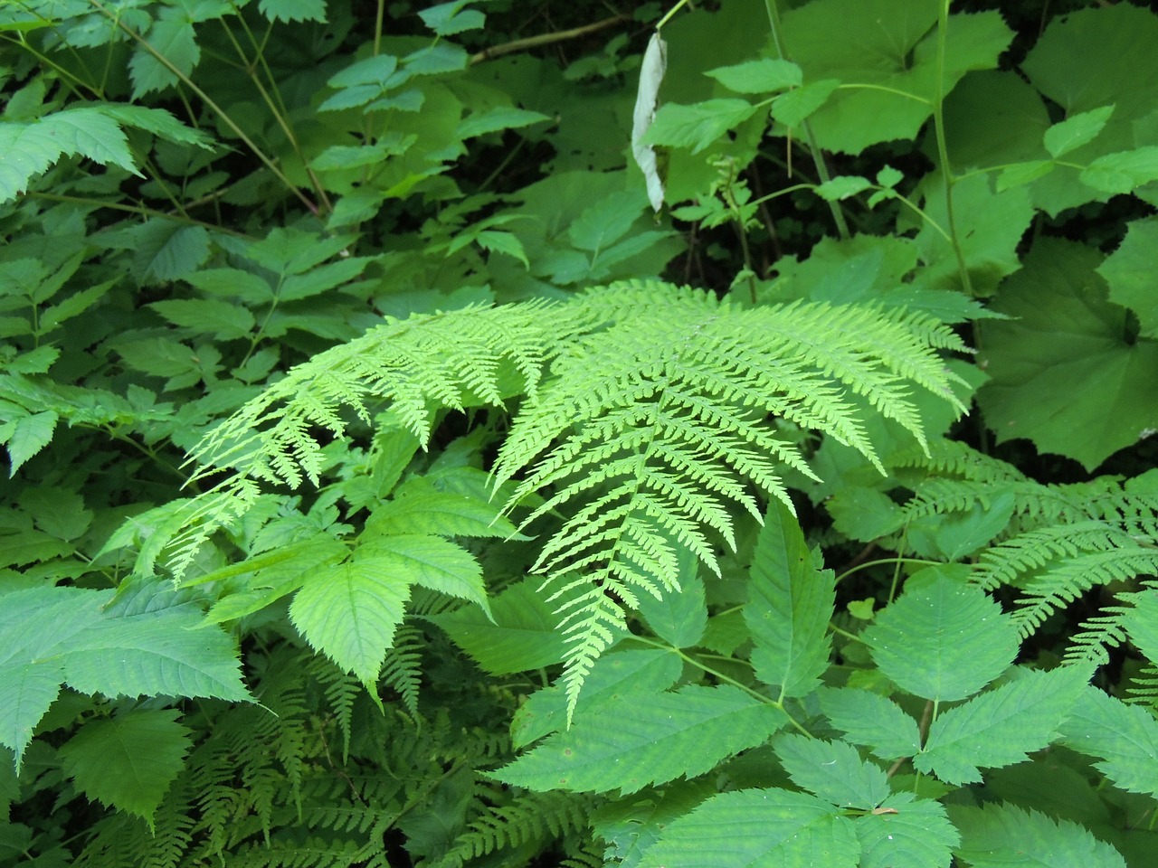 fern plant green free photo