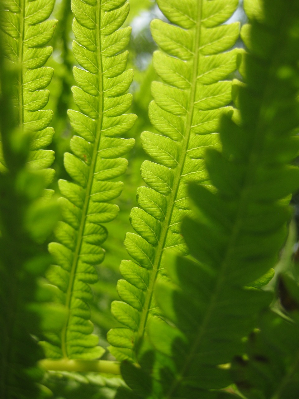 fern green leaves free photo