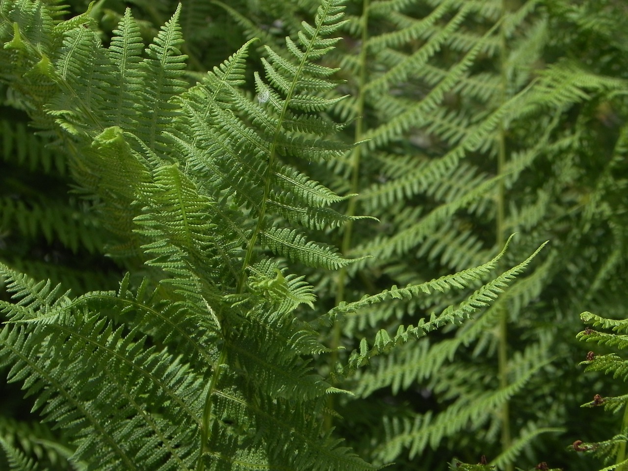 fern fern green flora free photo