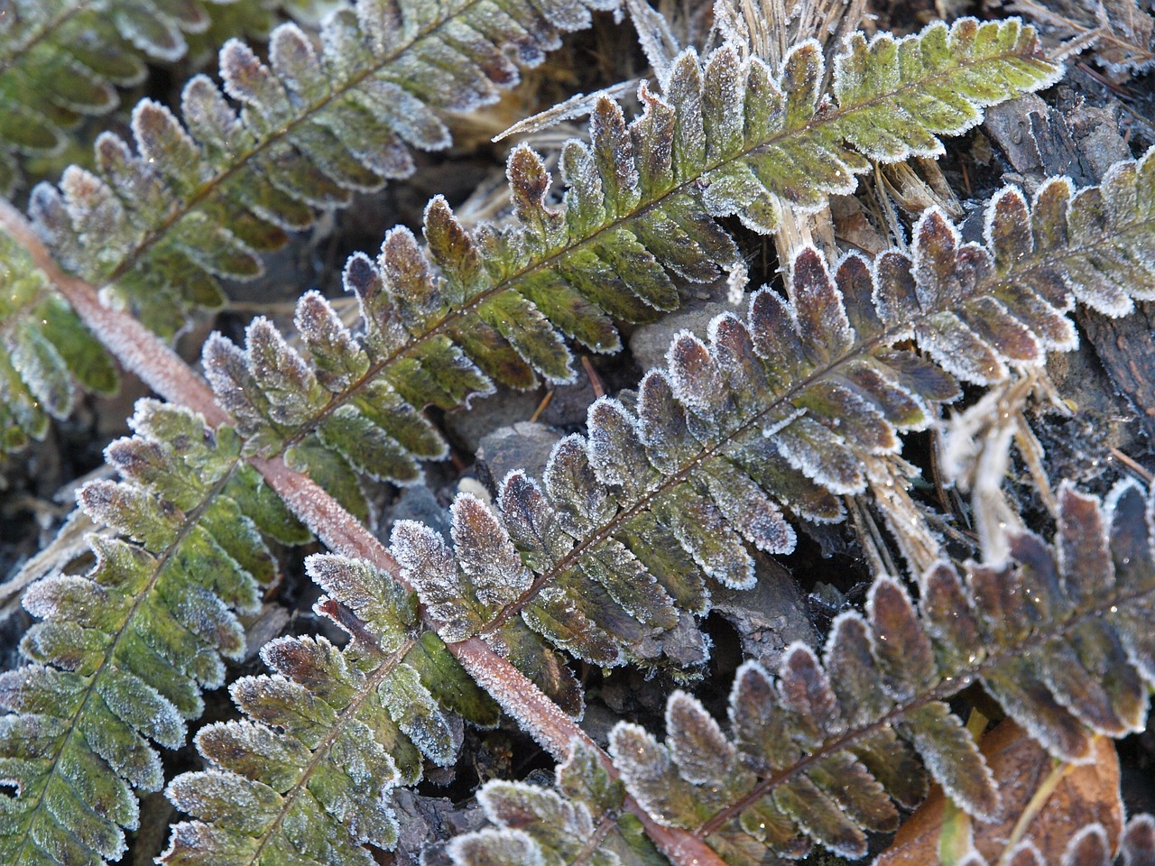 fern plant forest free photo