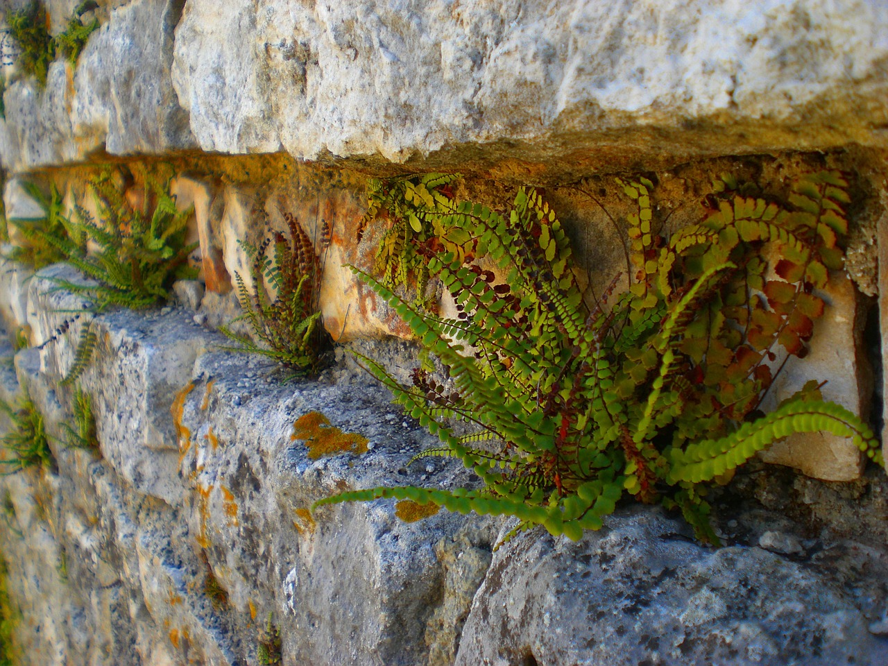 fern wall nature free photo