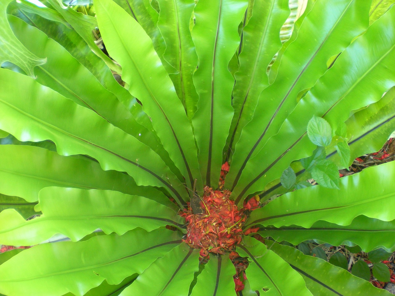 fern bird's nest tropical free photo