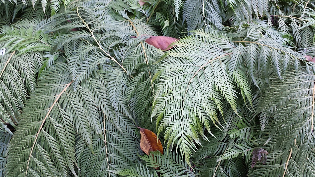 fern green leaf free photo