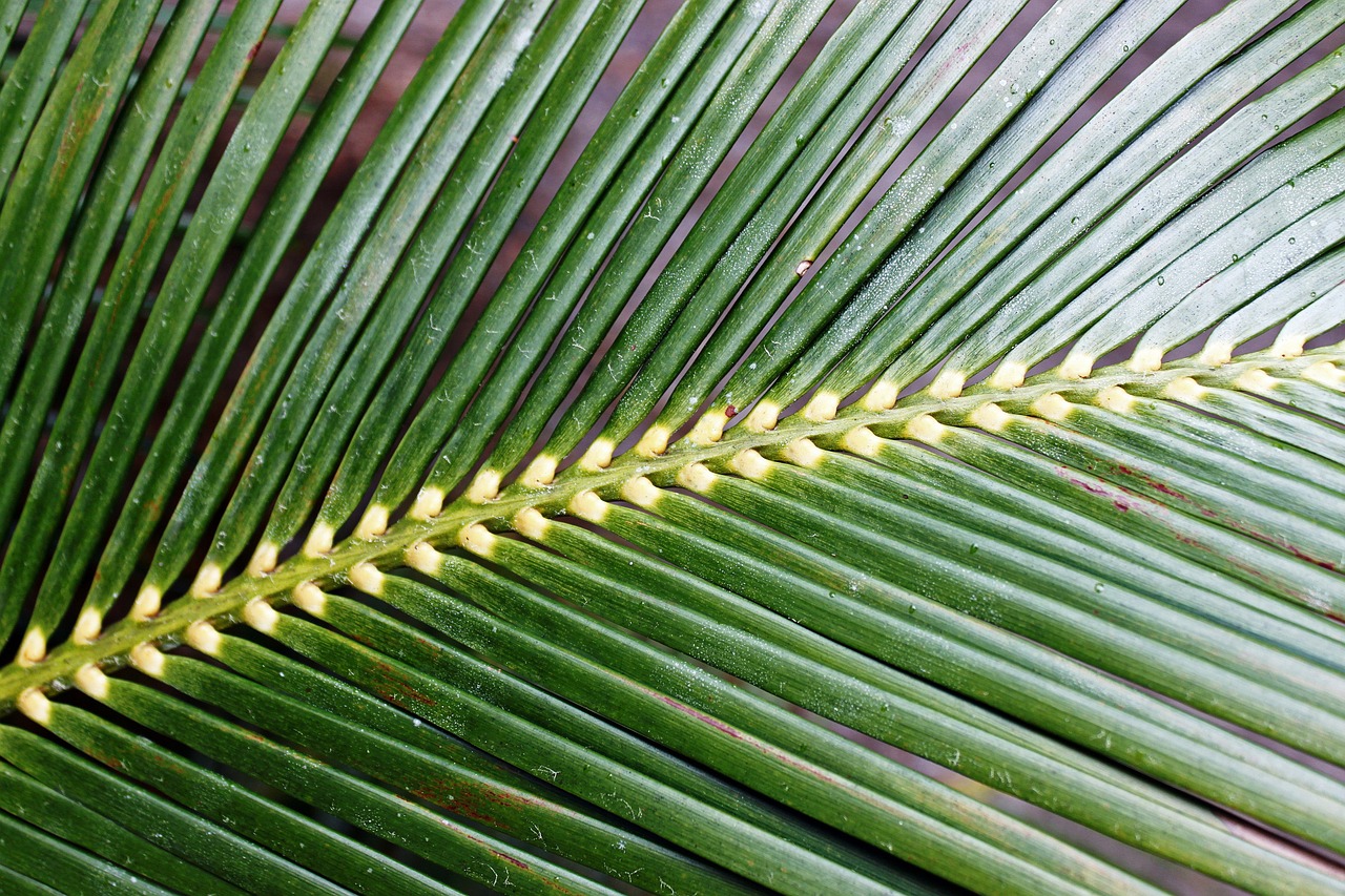 fern green macro free photo