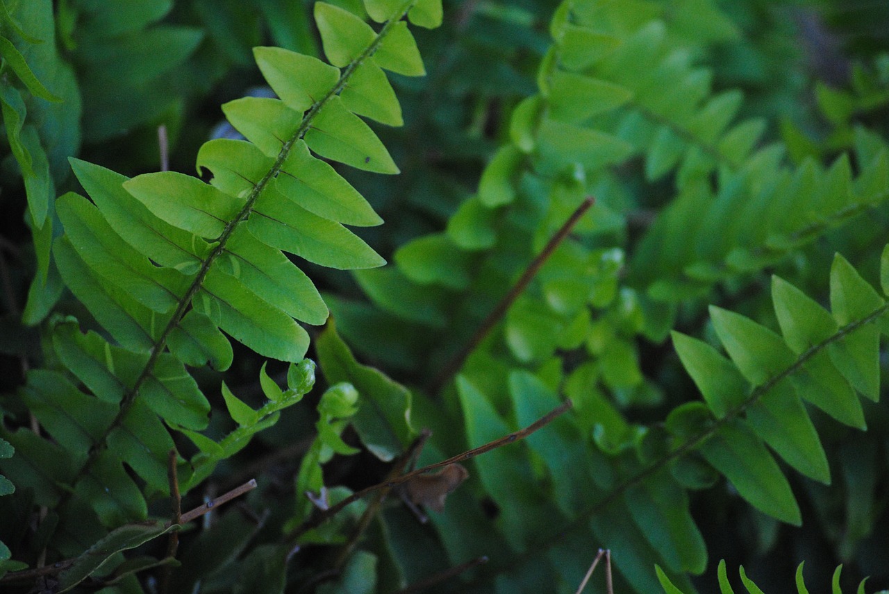 fern green leaf free photo