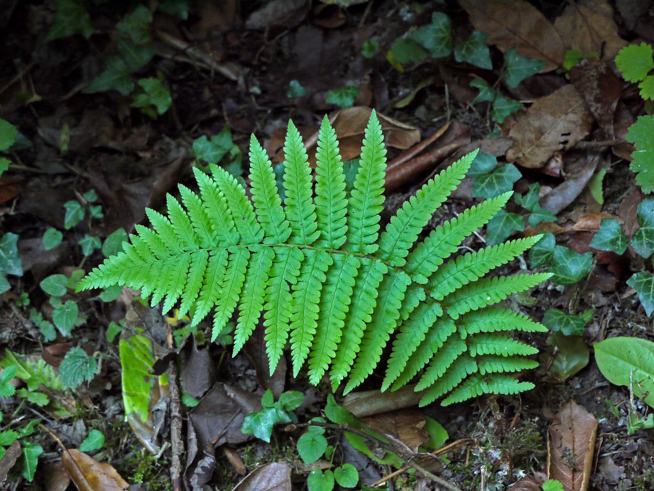 fern green nature free photo