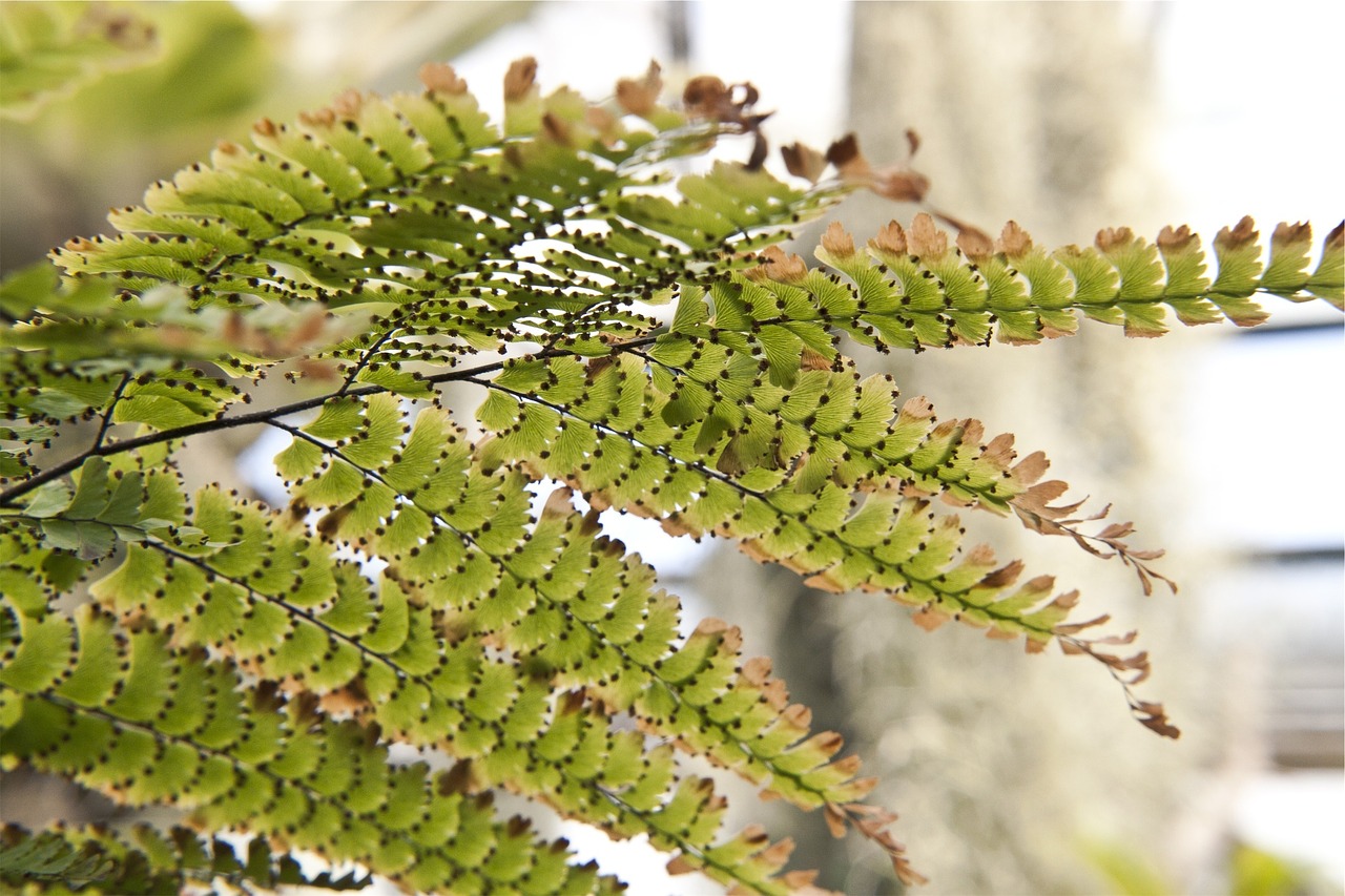 fern plant green free photo