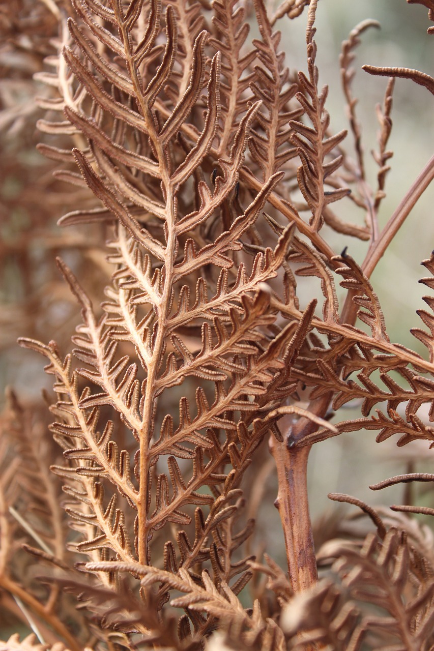 fern dried winter free photo